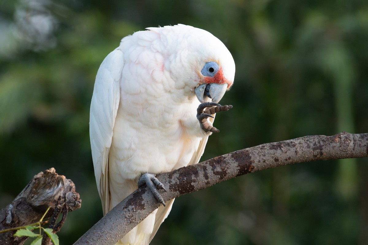 Long-billed Corella - ML638056389
