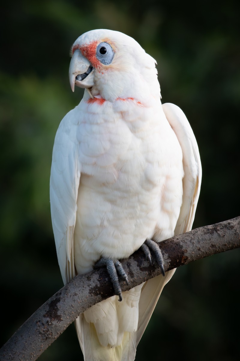 Long-billed Corella - ML638056391