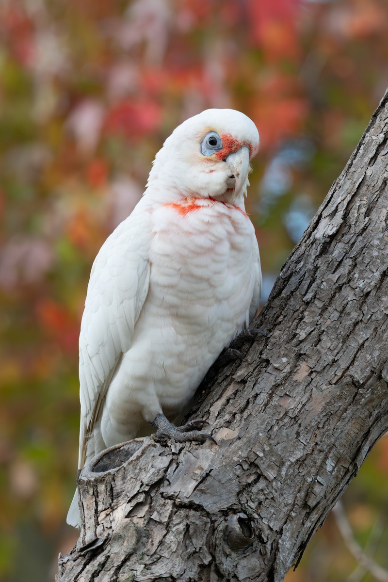 Long-billed Corella - ML638056417