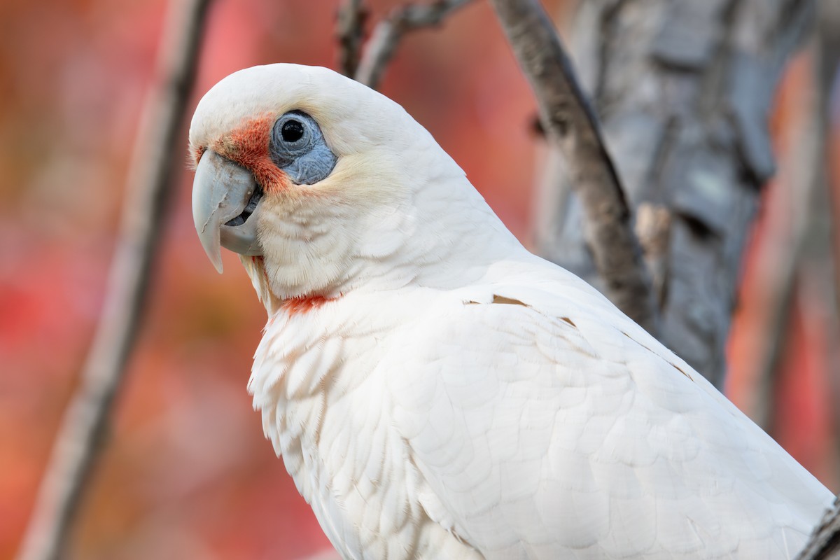 Long-billed Corella - ML638056418