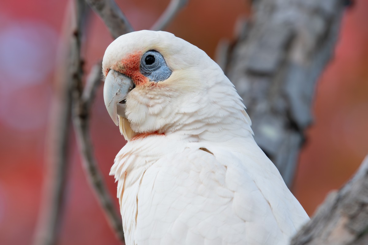 Long-billed Corella - ML638056419