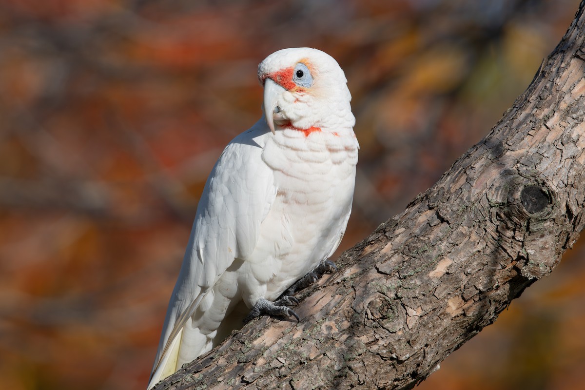Long-billed Corella - ML638056421