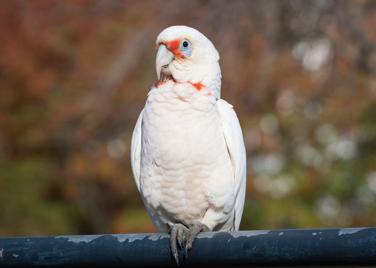 Long-billed Corella - ML638056422
