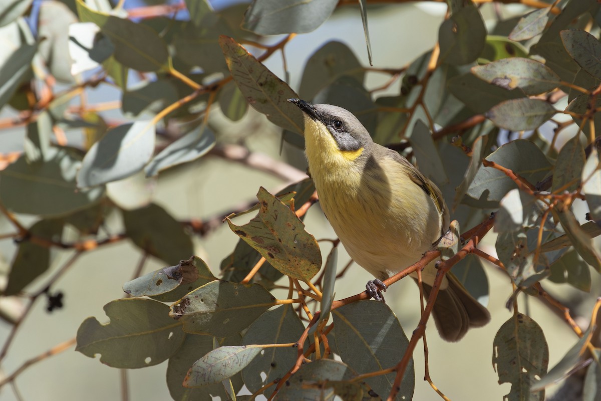 Gray-headed Honeyeater - ML638056437
