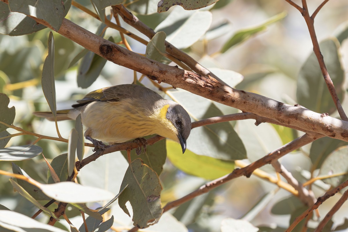 Gray-headed Honeyeater - ML638056438
