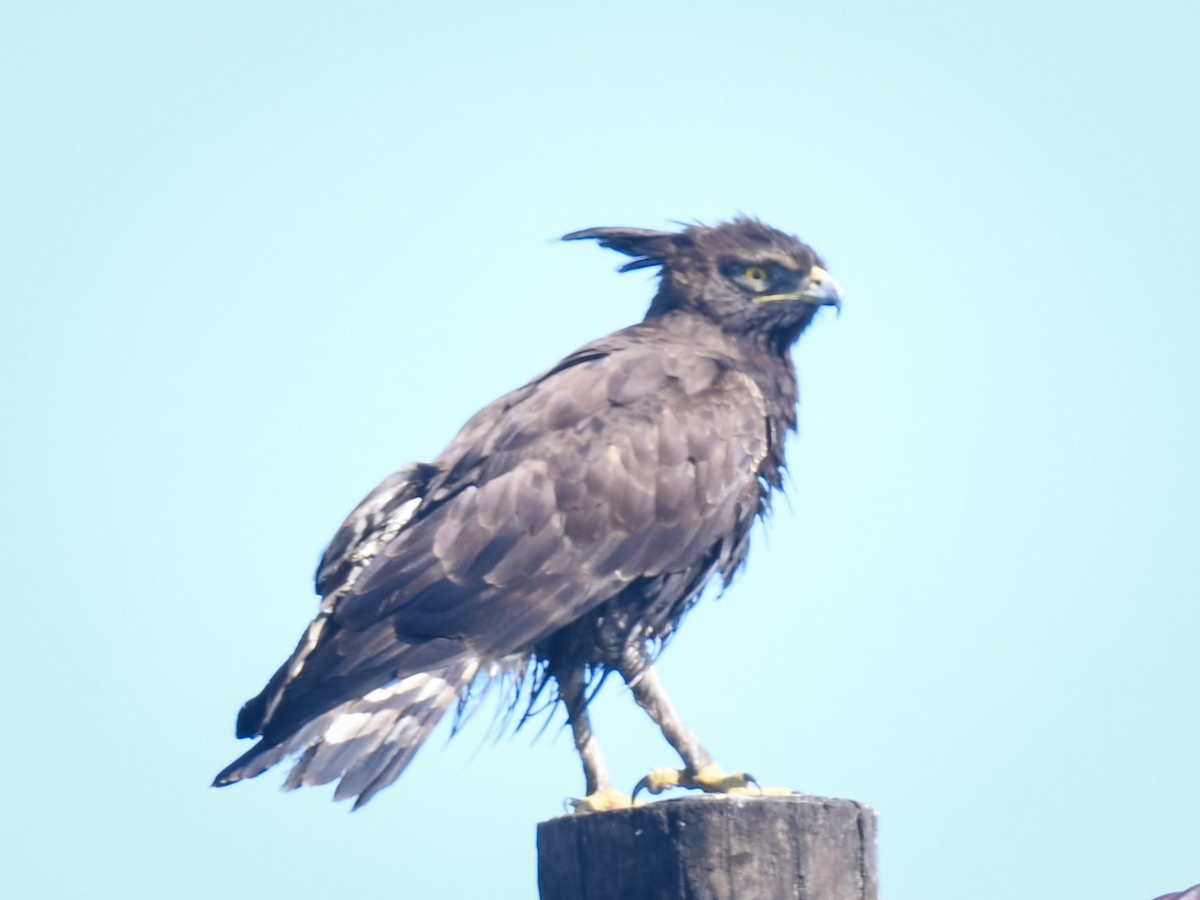 Long-crested Eagle - ML638056444