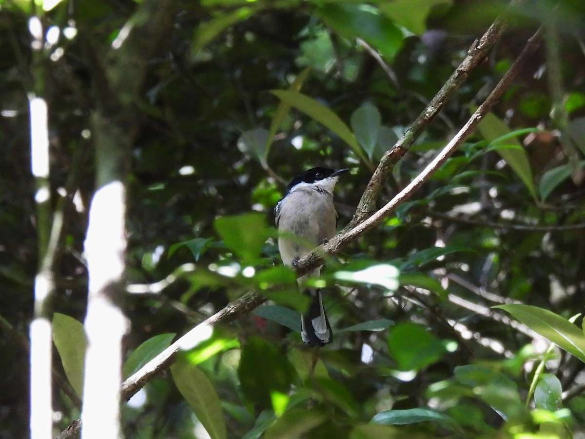 Bar-winged Flycatcher-shrike - ML638056465