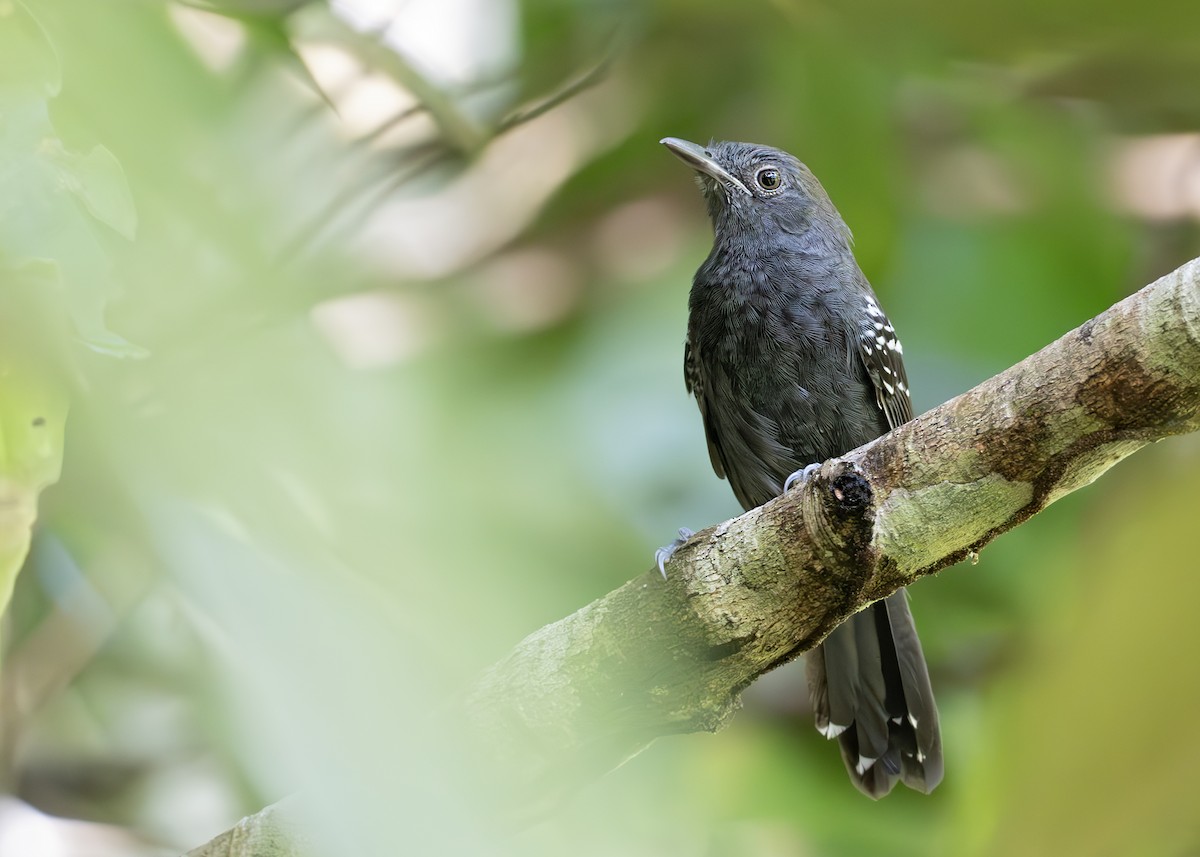 Manu Antbird - ML638056467