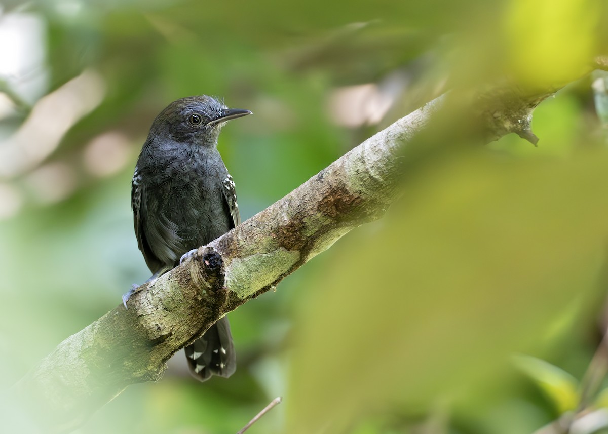 Manu Antbird - ML638056468
