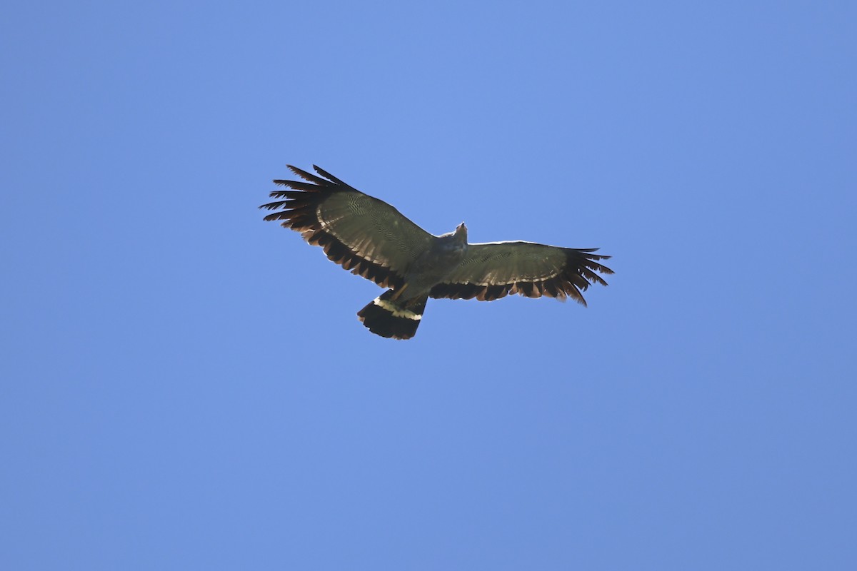African Harrier-Hawk - ML638056472