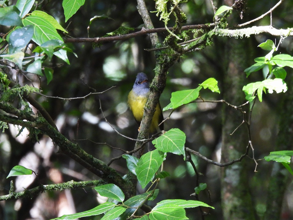 Gray-headed Canary-Flycatcher - ML638056481