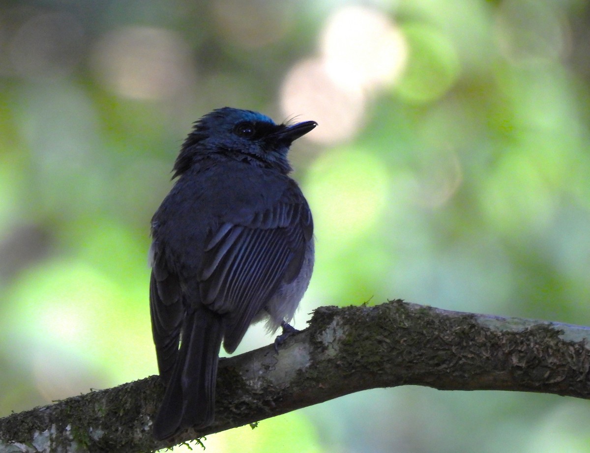 Dull-blue Flycatcher - ML638056484