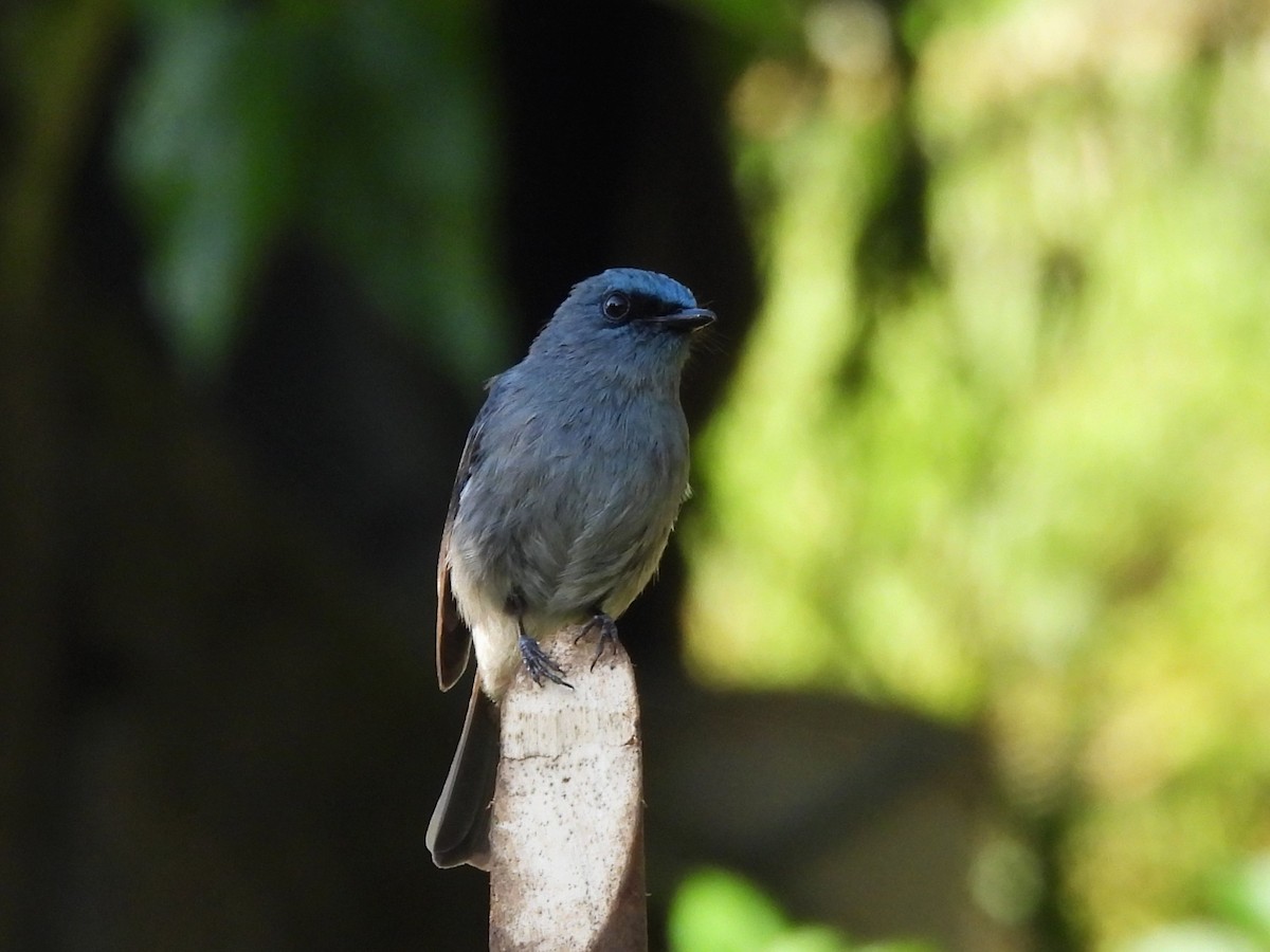 Dull-blue Flycatcher - ML638056485