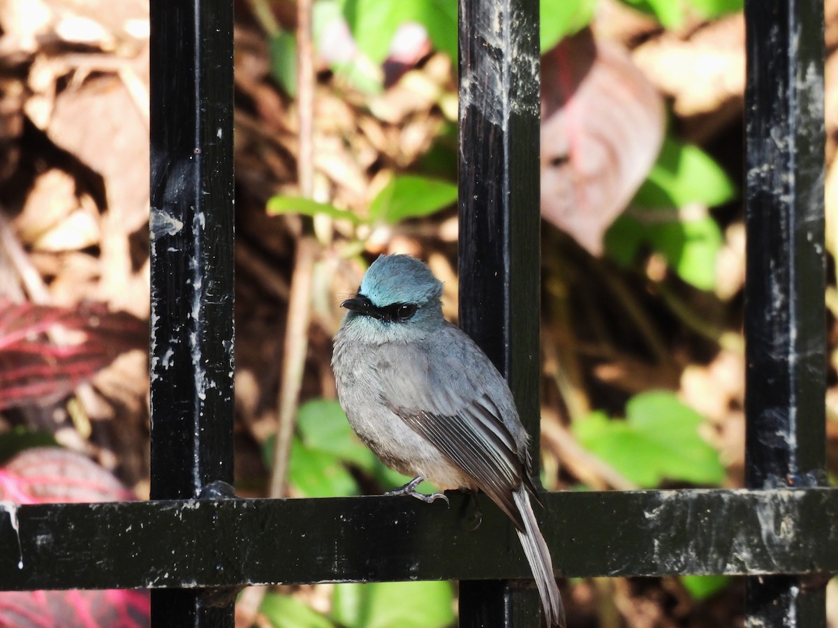 Dull-blue Flycatcher - ML638056490
