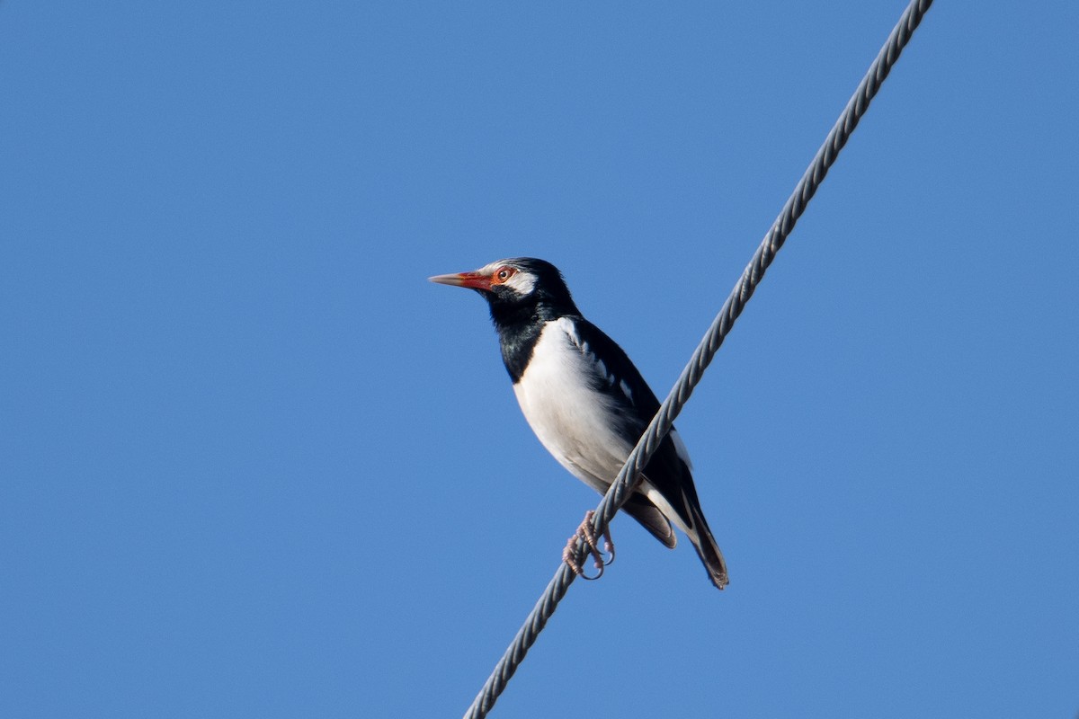 Siamese Pied Starling - ML638056499