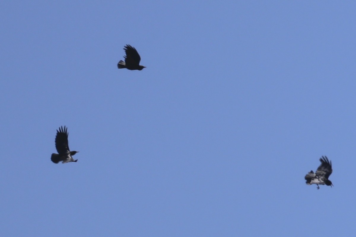 Cape Crow - ML638056500