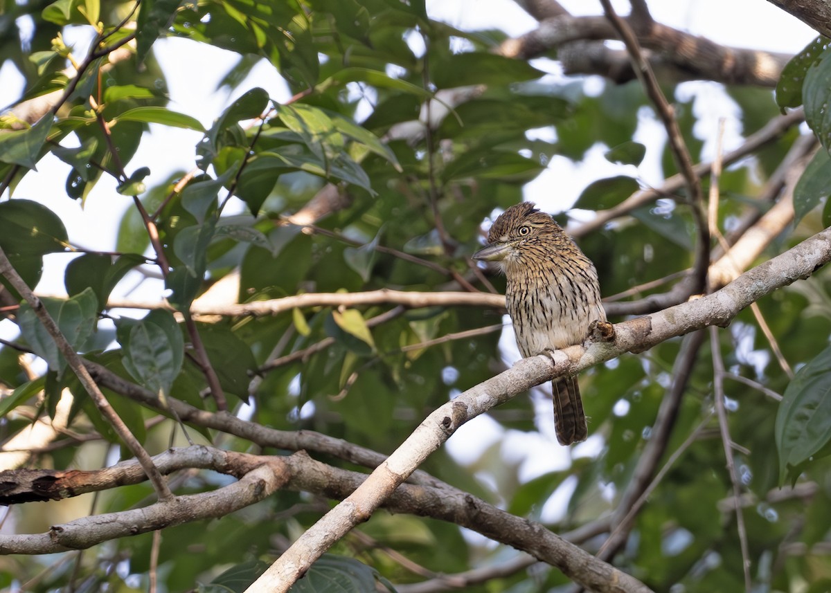Eastern Striolated-Puffbird - ML638056502