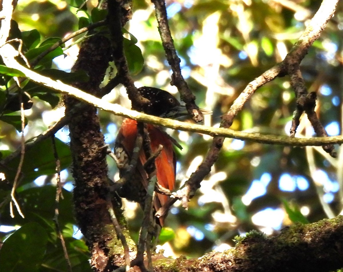 Crimson-backed Flameback - ML638056505