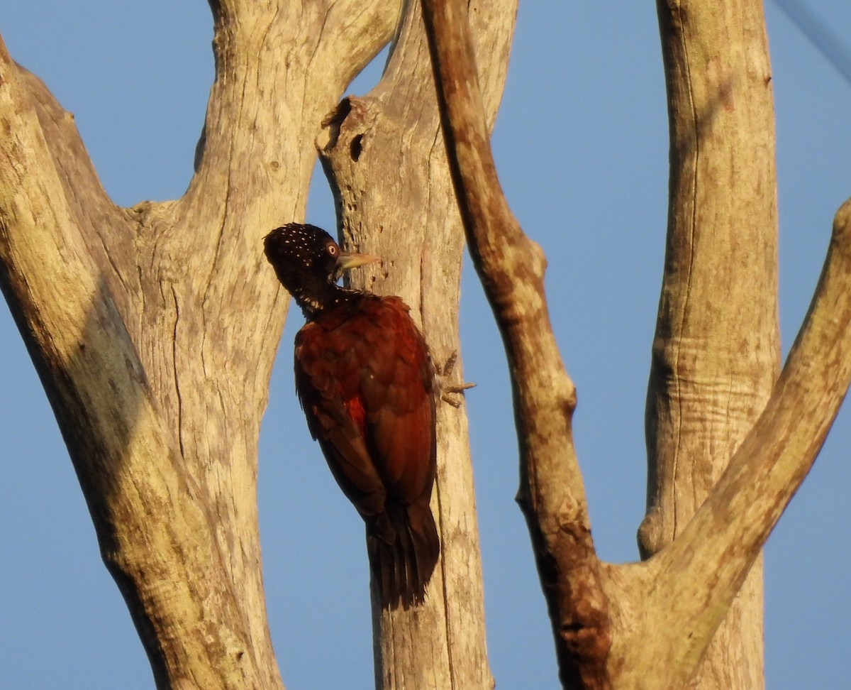 Crimson-backed Flameback - ML638056506