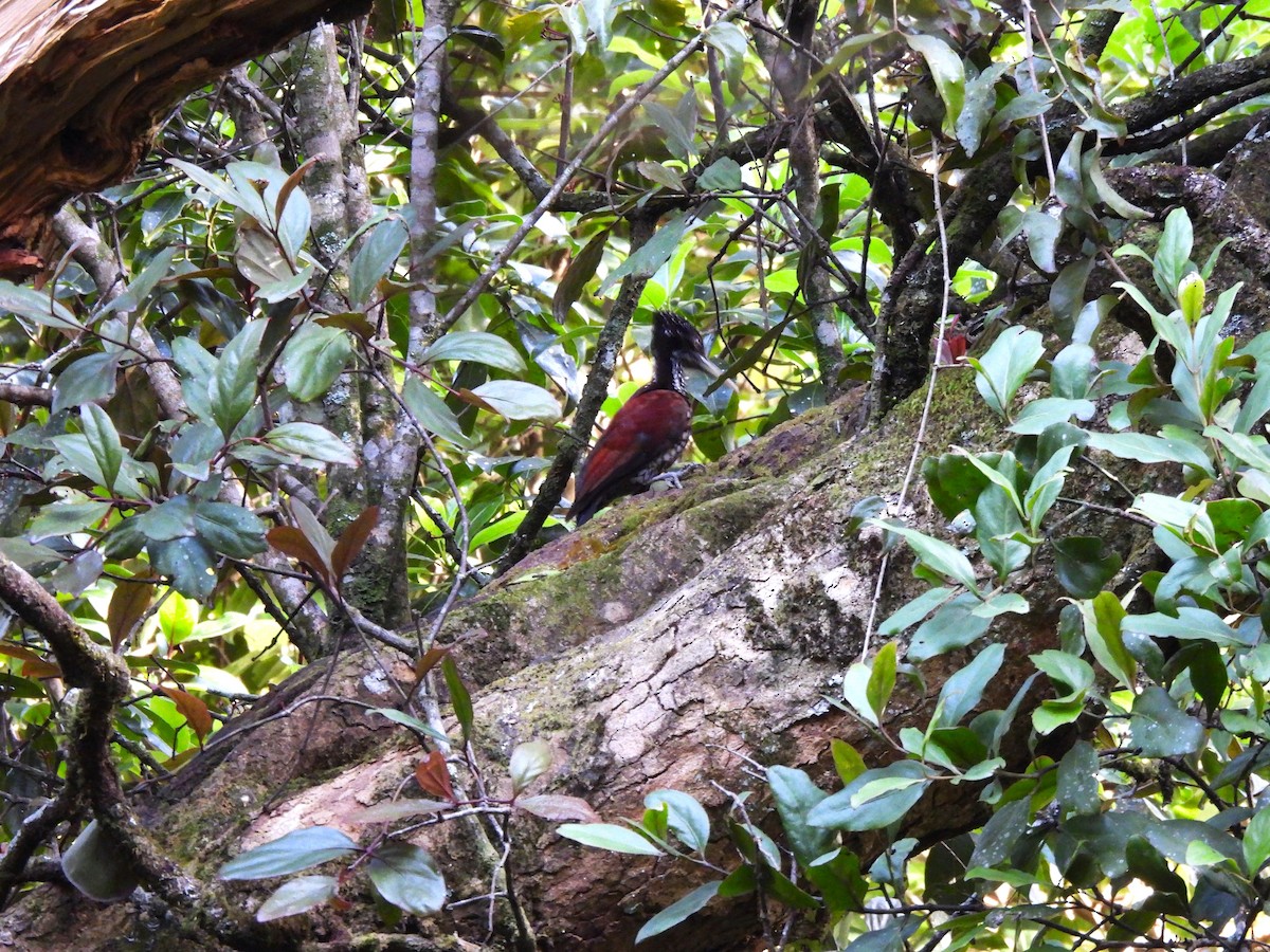 Crimson-backed Flameback - ML638056507