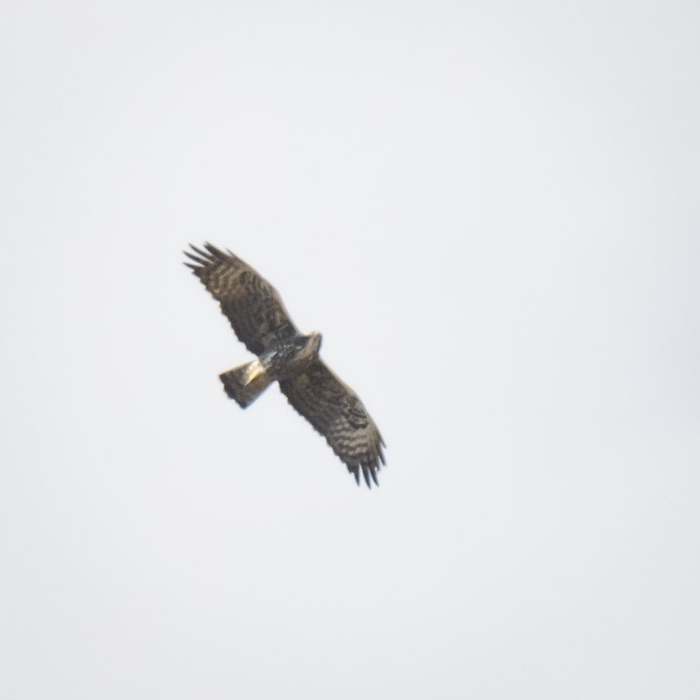 Ayres's Hawk-Eagle - ML638056516
