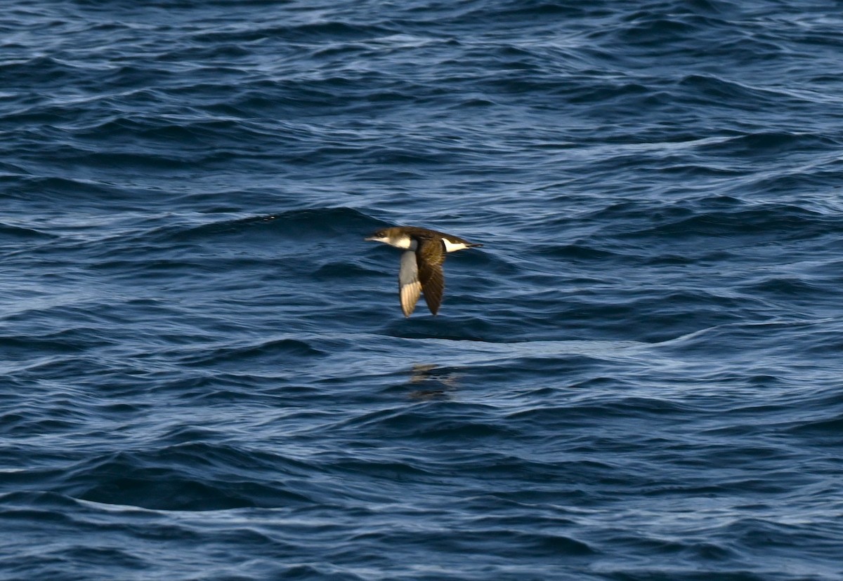 Fluttering Shearwater - ML638056525