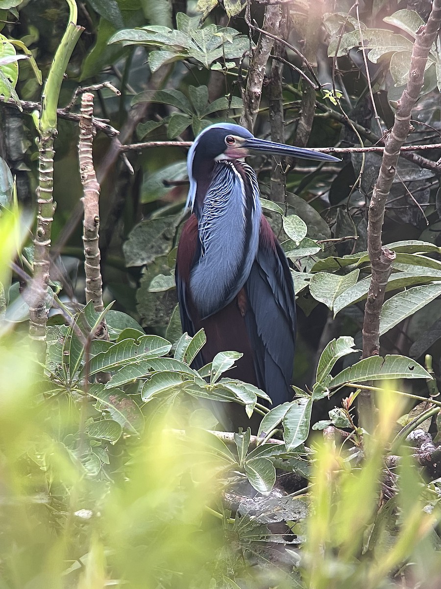 Agami Heron - ML638056535