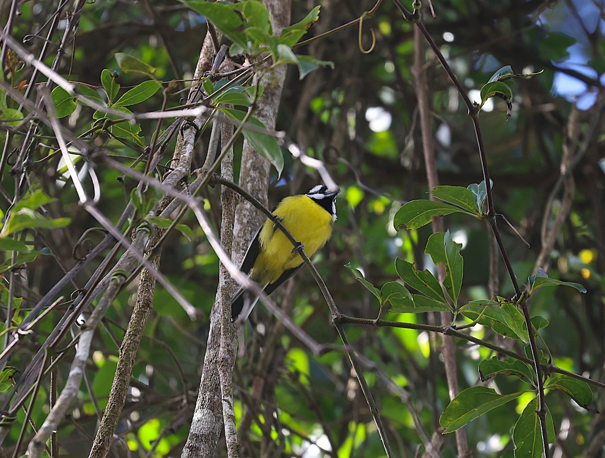 Eastern Shrike-tit - ML638056541