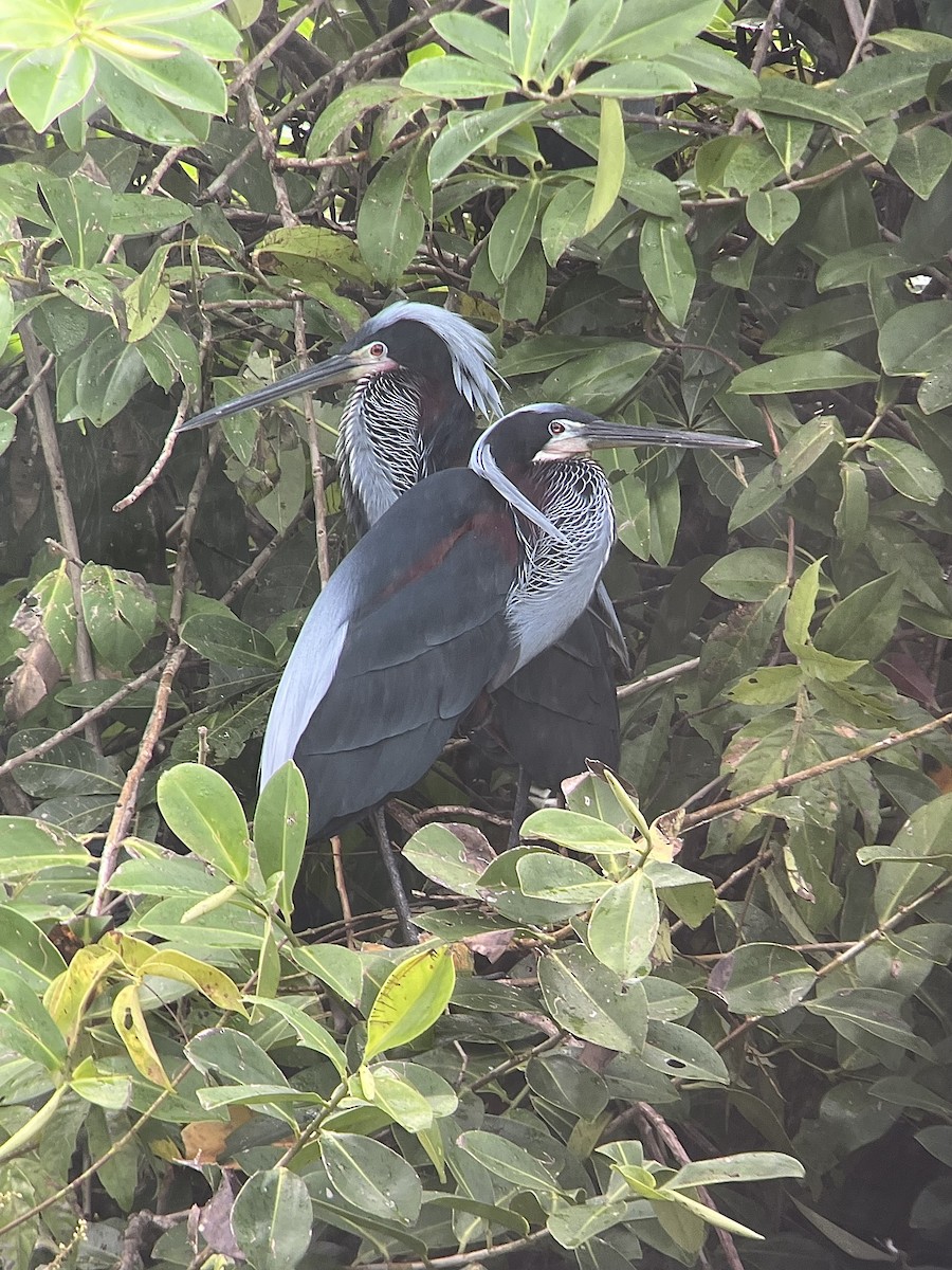 Agami Heron - ML638056544