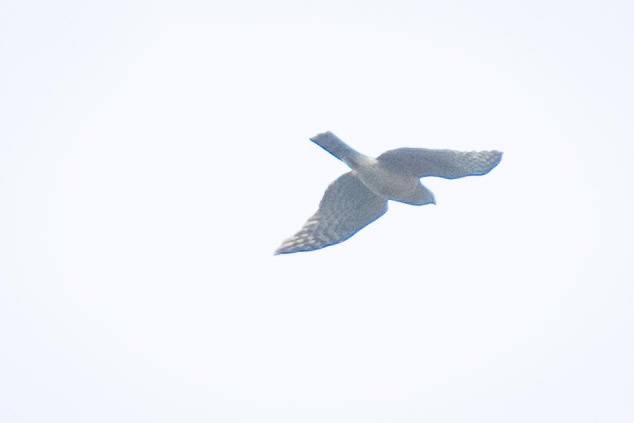 Rufous-breasted Sparrowhawk - ML638056548