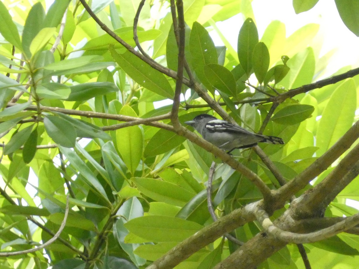 White-winged Becard - ML638056572