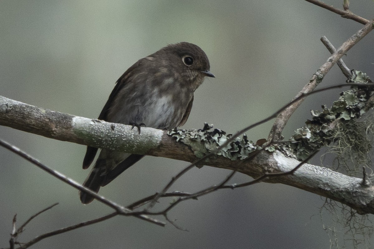 Dark-sided Flycatcher - ML638056576