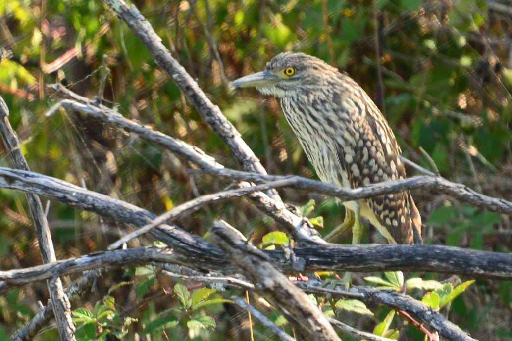 nankinghegre - ML638056582