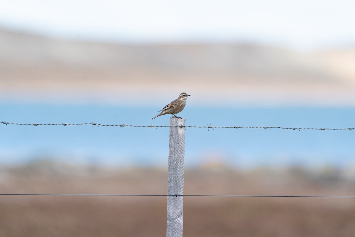 Buff-winged Cinclodes - ML638056592