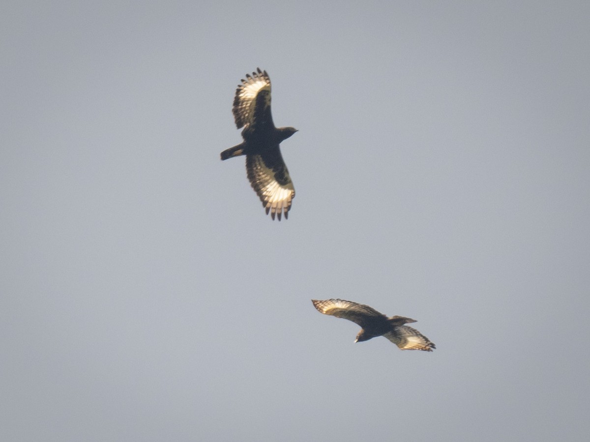 Long-crested Eagle - ML638056611