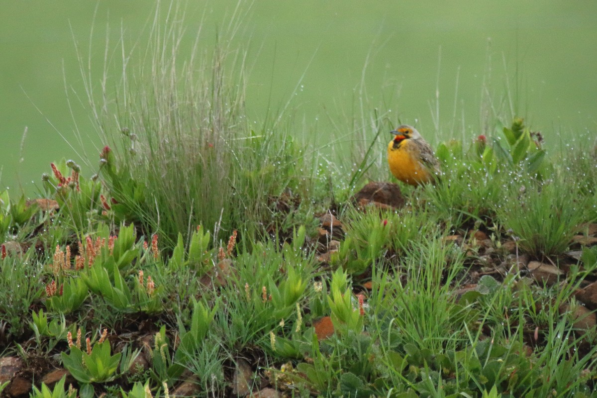 Orange-throated Longclaw - ML638056618