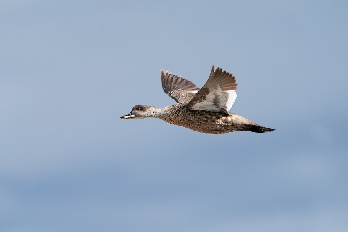 Crested Duck - ML638056621