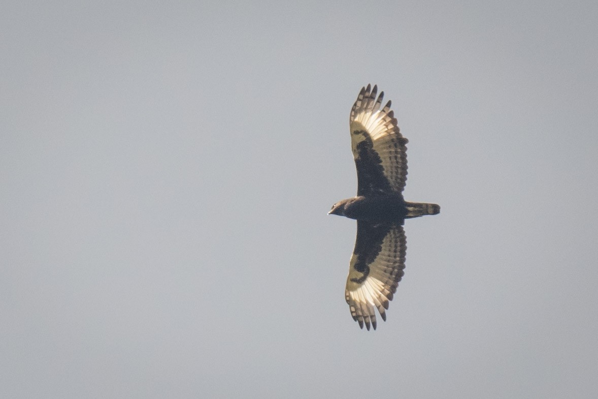 Long-crested Eagle - ML638056625