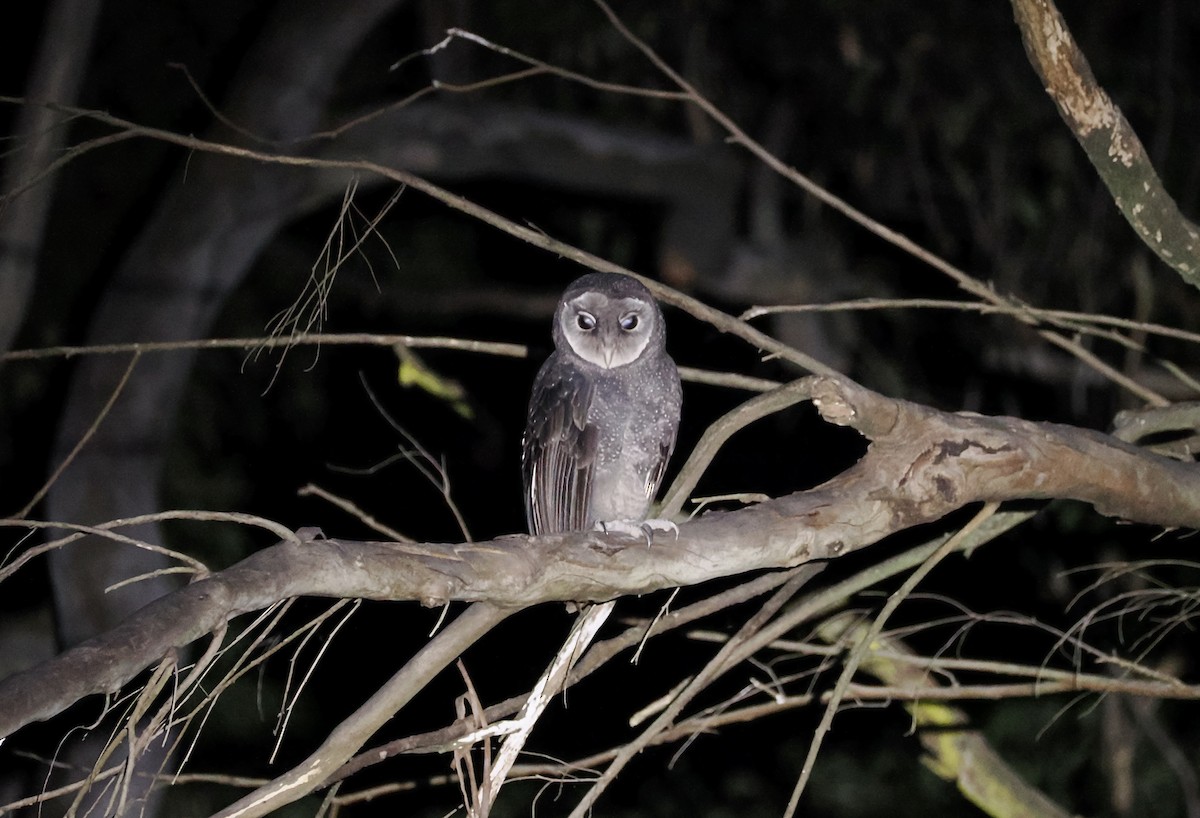 Sooty Owl - ML638056644