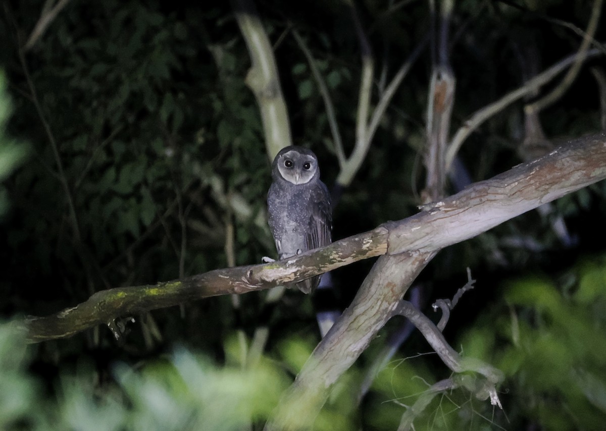 Sooty Owl - ML638056645