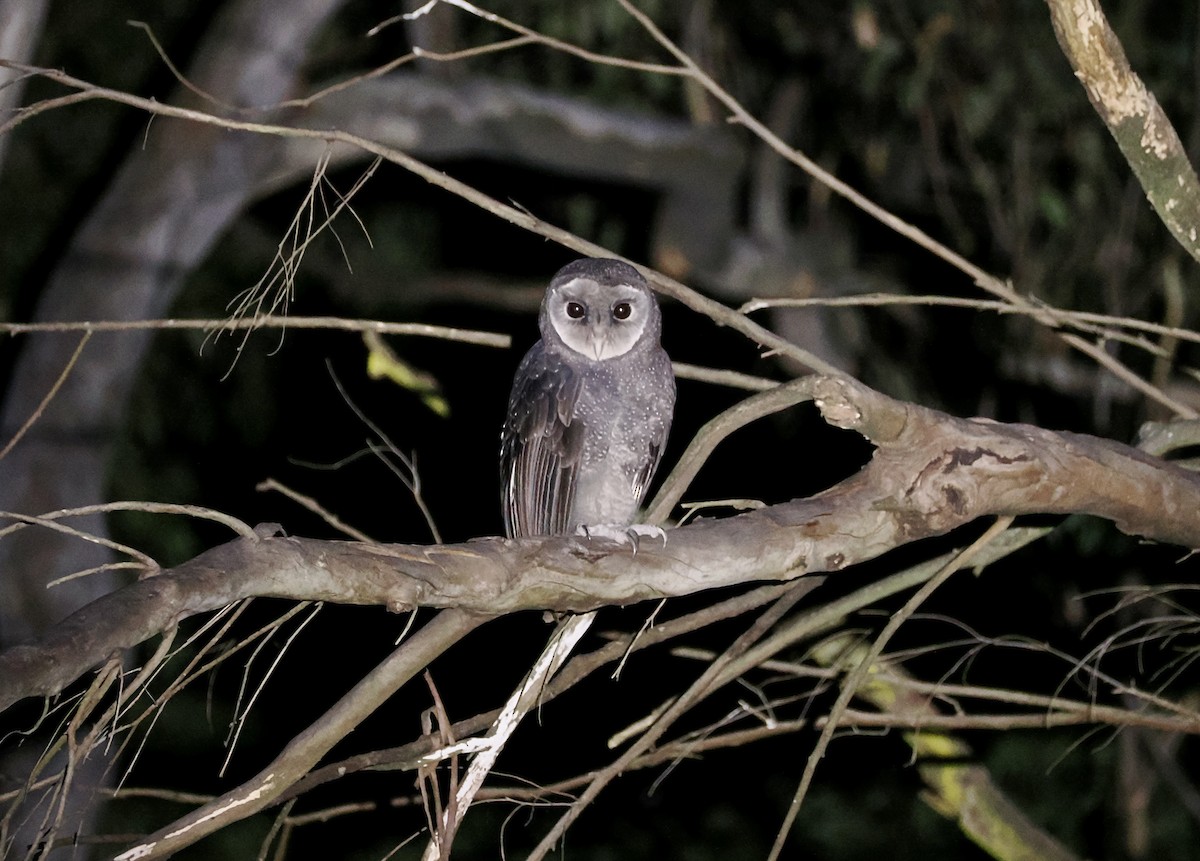 Sooty Owl - ML638056646