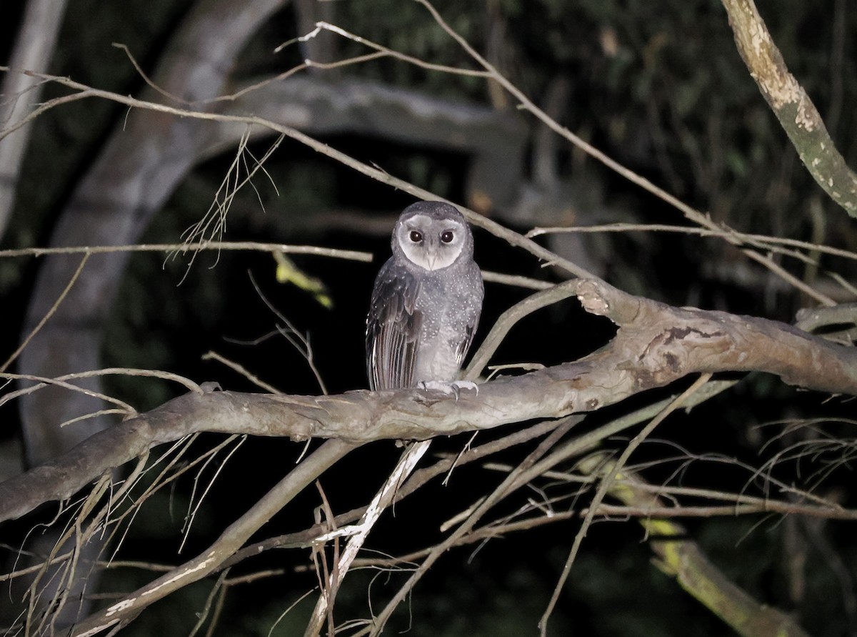 Sooty Owl - ML638056647