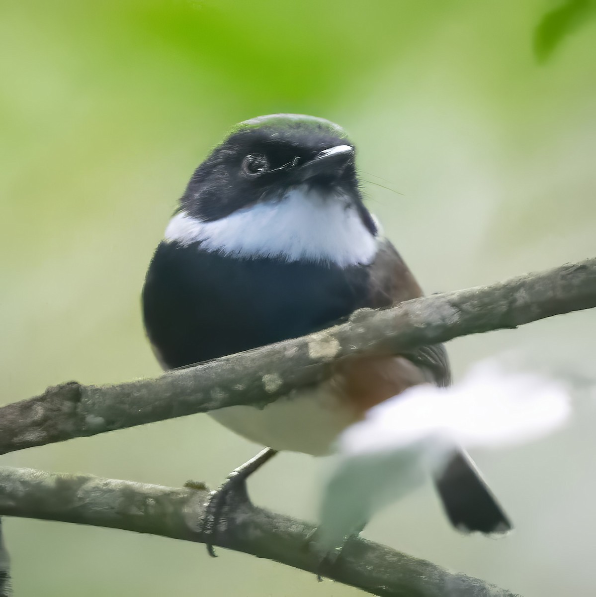 Cape Batis - ML638056660