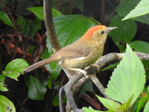 Rufous-capped Babbler - ML638056690