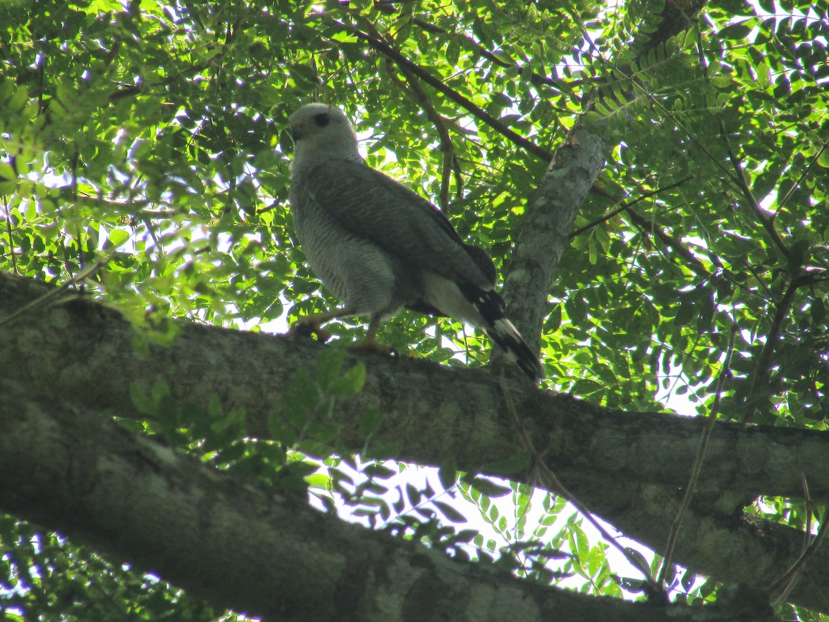 Gray-lined Hawk - ML638056754