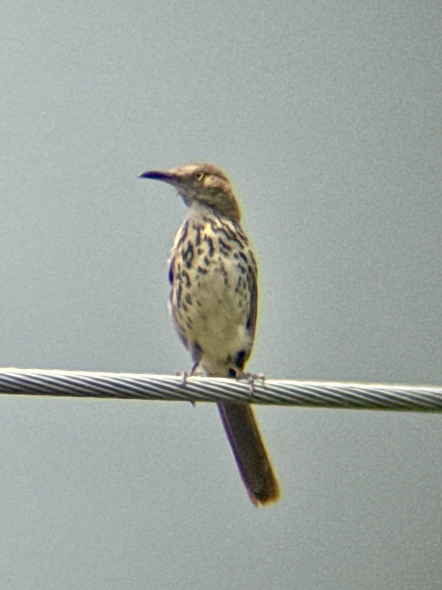 Brown Thrasher - ML638056784