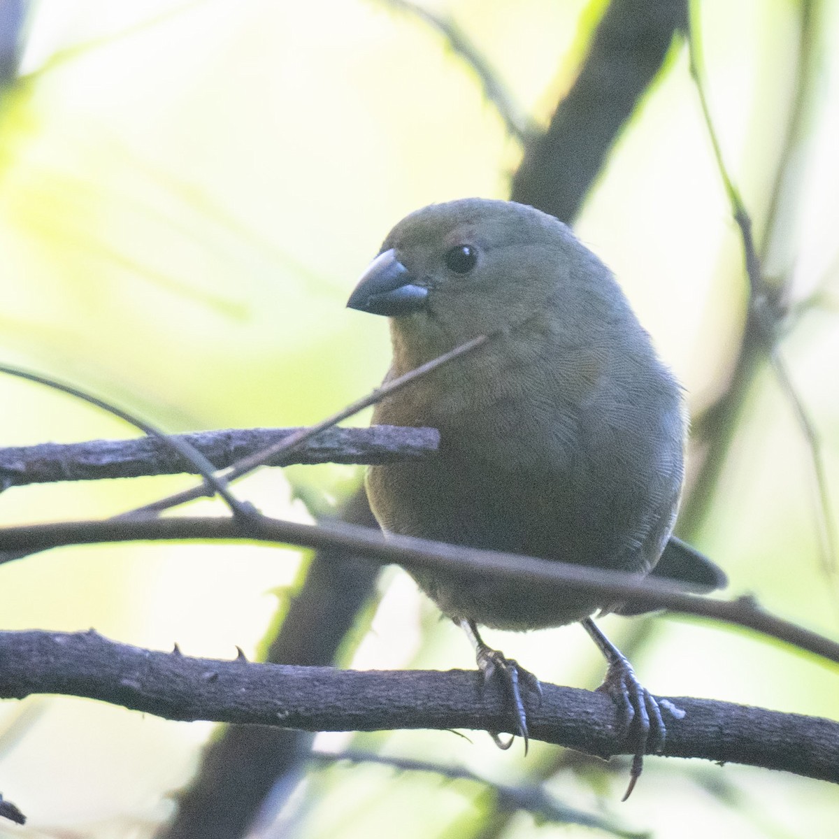 Red-faced Crimsonwing - ML638056794
