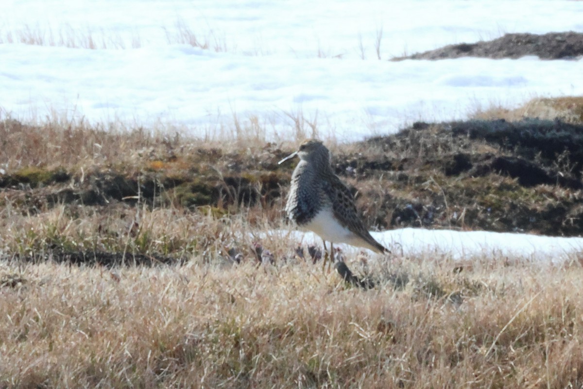 Bécasseau à poitrine cendrée - ML638056847