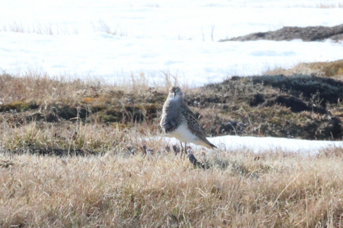 Bécasseau à poitrine cendrée - ML638056848