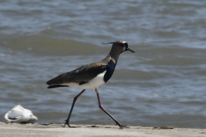 Southern Lapwing - ML638056865